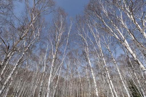 青空に映える春の白樺の森 青空に映える春の白樺の森 白樺,春,長野の写真素材