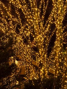 イルミネーション イルミネーション,樹木,電飾の写真素材