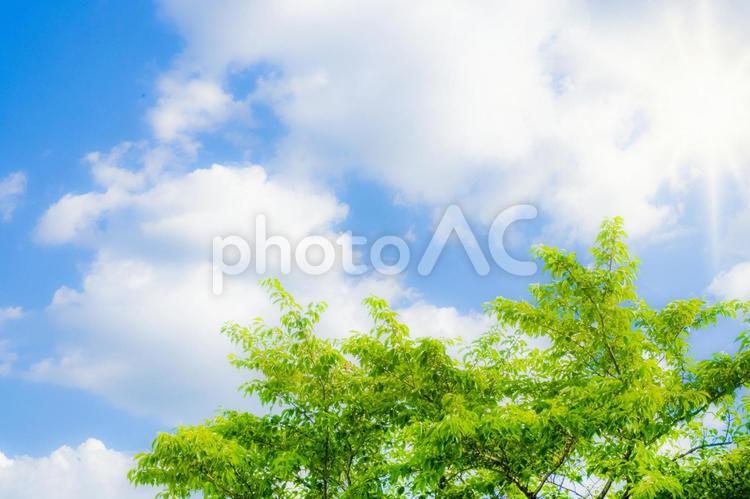 夏の青空と緑 夏,青空,緑の写真素材