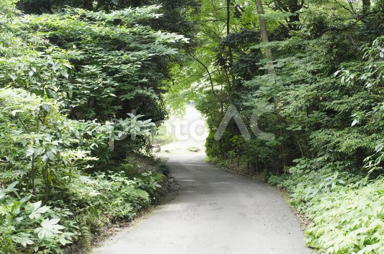森の中の道 道,森,林の写真素材