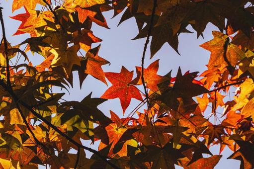 紅葉狩り モミジバフウ,アップ,11月の写真素材