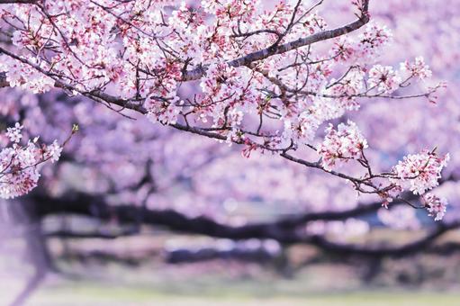 満開の美しい桜の花 満開の美しい桜の花の写真