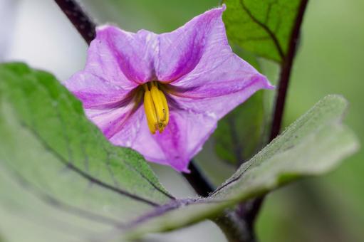 ナスの花⑹ ナスの花⑹ 花,野菜,ナスの写真素材