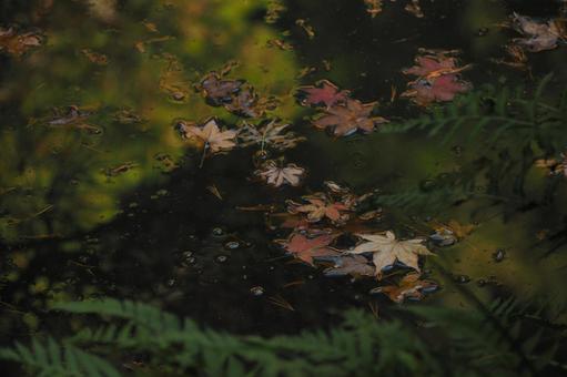 紅葉 紅葉 紅葉,もみじ,秋の写真素材