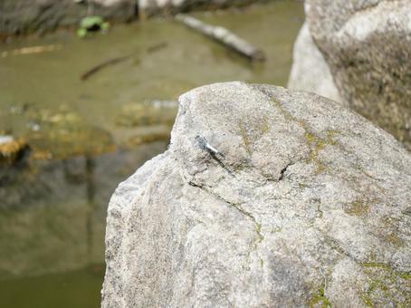 Photo, dragonfly, stone, park, 