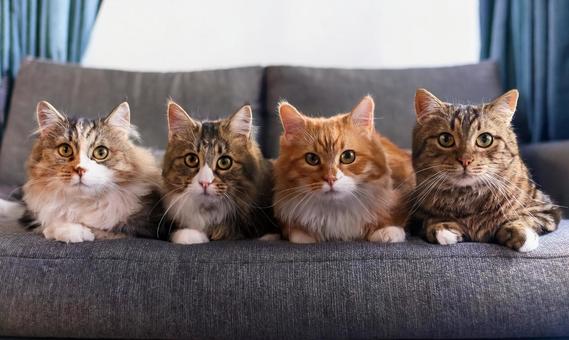 多頭飼育の仲良し猫 多頭飼育の仲良し猫の写真