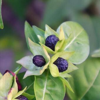 小さな粒 オシロイバナの種,植物,自然の写真素材