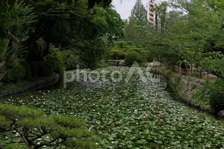 公園の池を埋める睡蓮 自然,森,木の写真素材