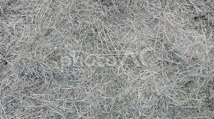 刈り取られた枯れ草A 枯れ草,テクスチャ,除草の写真素材