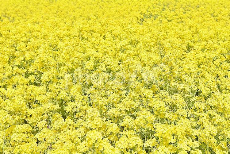 花の海菜の花畑 菜の花畑,菜の花,花畑の写真素材