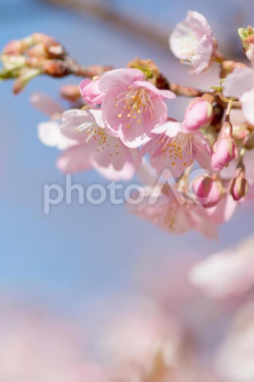 桜の花（淡いピンクの河津桜） 桜,花,河津桜の写真素材