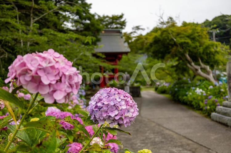 館山日運寺の仁王門と紫色のあじさい あじさい,6月,梅雨の写真素材