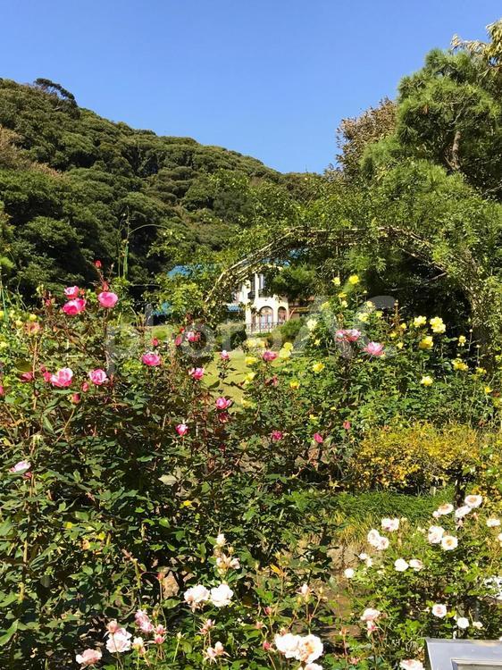 鎌倉文学館の庭園 鎌倉文学館,庭園,バラ園の写真素材