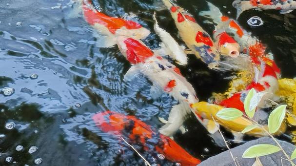 泳ぐ宝石錦鯉 泳ぐ宝石錦鯉 錦鯉,鯉,鑑賞魚の写真素材