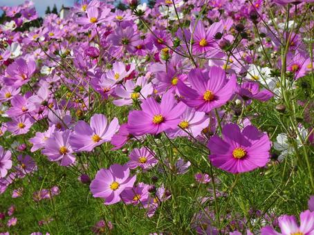 コスモス コスモス コスモス,秋,花の写真素材