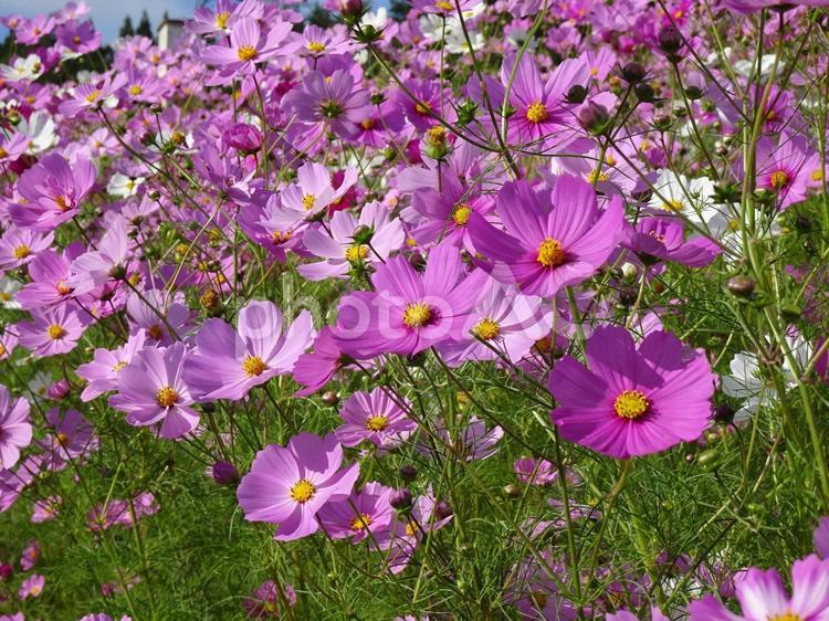 コスモス コスモス,秋,花の写真素材