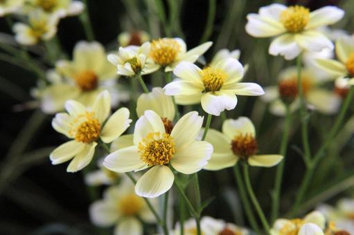 Photo, a flower, fall color, short-day plants, 