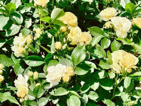 黄色い薔薇 黄色い薔薇 バラ,花,薔薇の写真素材
