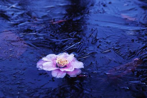 凍った池に浮かぶ椿の花 凍った池に浮かぶ椿の花 花,冬,椿の写真素材