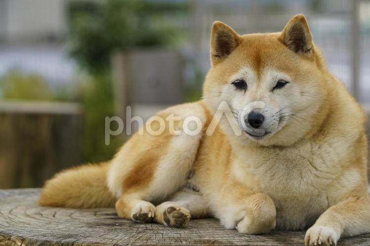 柴犬（お行儀のいい子） 柴犬,犬,伏せの写真素材