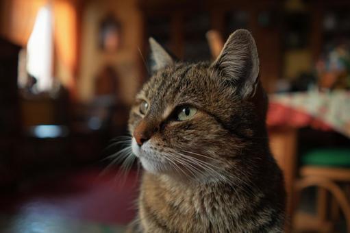 家の中の猫 家の中の猫の写真