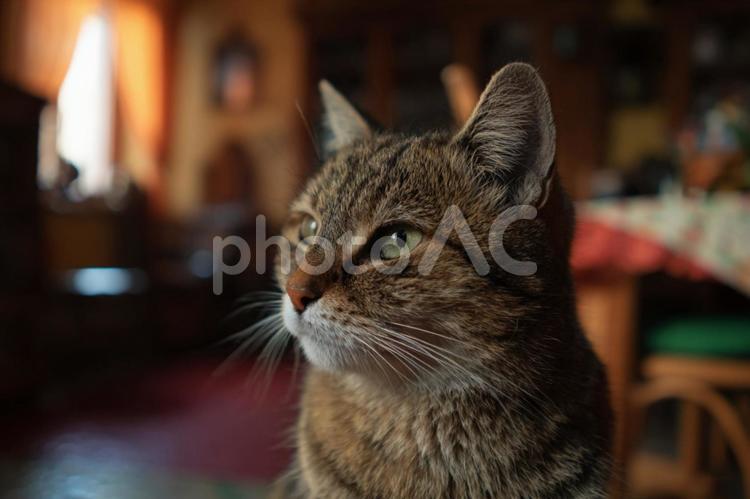 家の中の猫 ねこ,家猫,室内の写真素材
