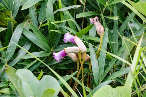 樫原湿原 ナンバンギセル 樫原湿原 ナンバンギセル 池塘,植物,ナンバンギセルの写真素材