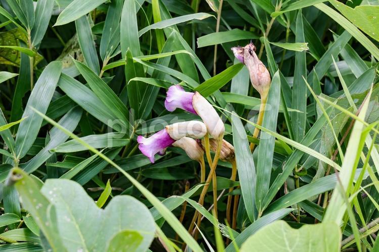 樫原湿原　ナンバンギセル 池塘,植物,ナンバンギセルの写真素材