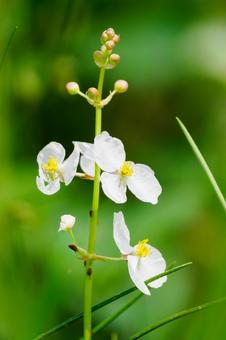 オモダカ⑷ オモダカ⑷の写真