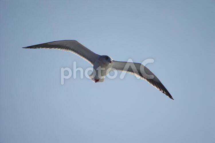 カモメ カモメ,鳥,白の写真素材
