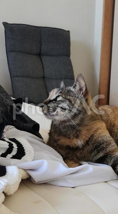 お洗濯物もふもふなのにゃ編 猫,ねこ,ネコの写真素材
