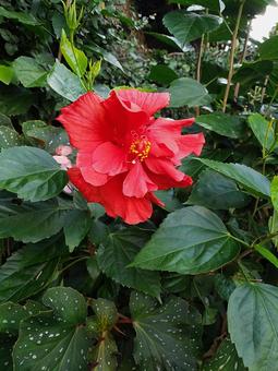 赤いハイビスカス 赤いハイビスカス ハイビスカス,花,可愛いの写真素材
