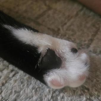 ハチワレ姉猫の小さな肉球2 ハチワレ姉猫の小さな肉球2 肉球,前足,手の写真素材