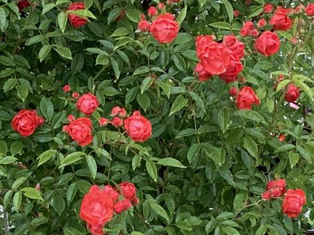 濡れたミニバラ 濡れたミニバラ バラ,薔薇,雫の写真素材