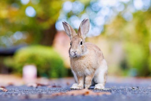 The rabbits of Okunoshima, JPG The rabbits of Okunoshima, JPG