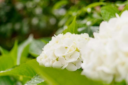 白色のアジサイのイメージの写真