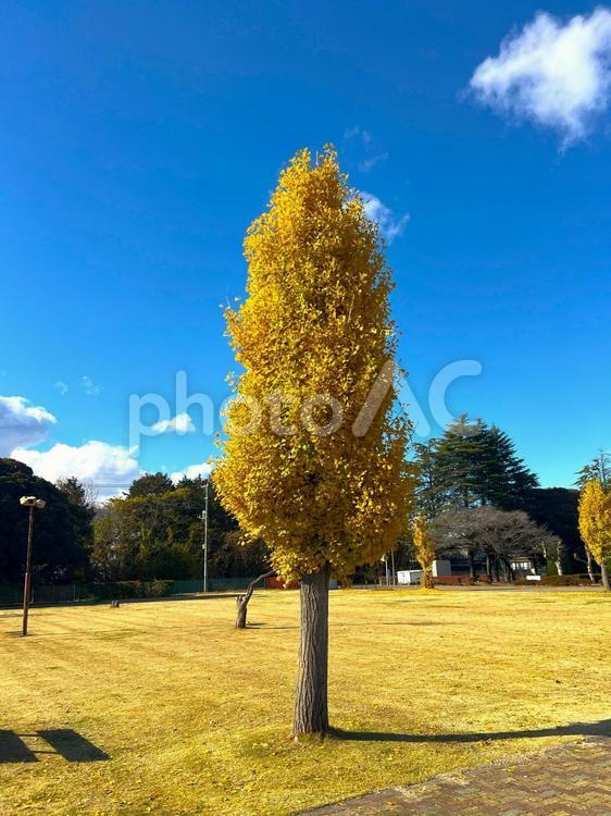 １本のイチョウの木 イチョウ,銀杏,公園の写真素材