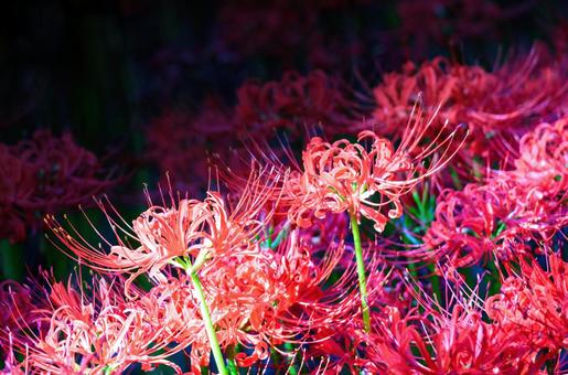 初秋お彼岸の花 初秋お彼岸の花の写真