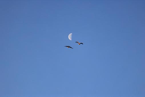マガンと月 マガンと月,マガン,群れの写真素材