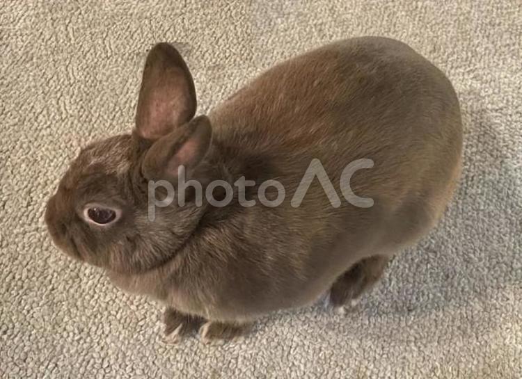 うさぎのピーコ うさぎ,ウサギ,卯年の写真素材