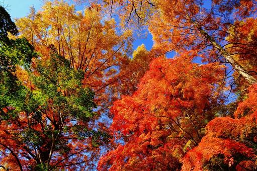 Photo, autumn leaves, autumn leaves hunting, gradation, 