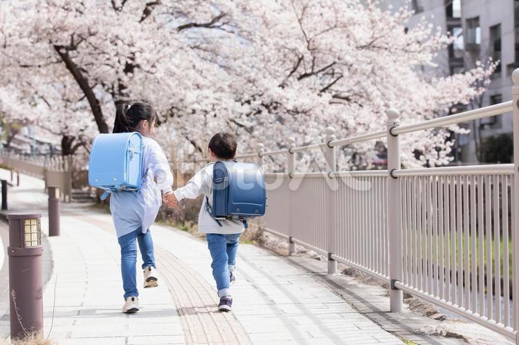 桜の下を歩く新一年生 　 ランドセル,一年生,入学の写真素材