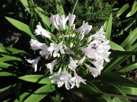 白く咲き誇るアガパンサスの花 白く咲き誇るアガパンサスの花の写真