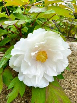ボタンの花 白 ボタンの花 白の写真