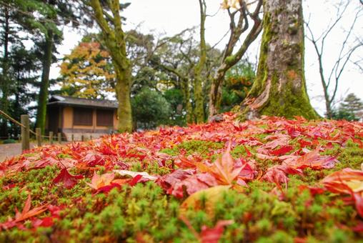 兼六園の秋 苔の上に広がる紅葉の落ち葉 兼六園の秋 苔の上に広がる紅葉の落ち葉 紅葉,秋,落ち葉の写真素材