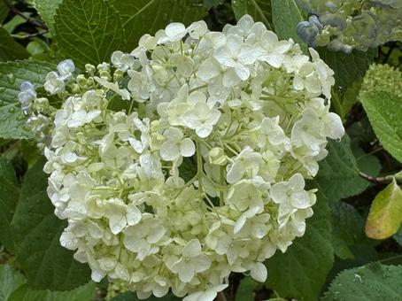 Hydrangea white, JPG Hydrangea white, JPG
