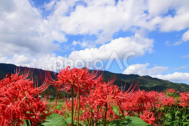 山の風景とヒガンバナ 彼岸花,曼殊沙華,赤い花の写真素材