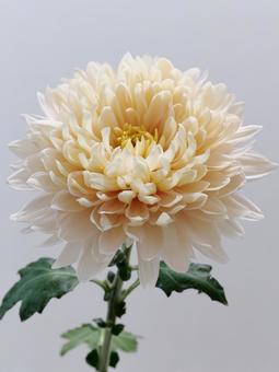 クリーム色の菊の花 クリーム色の菊の花の写真