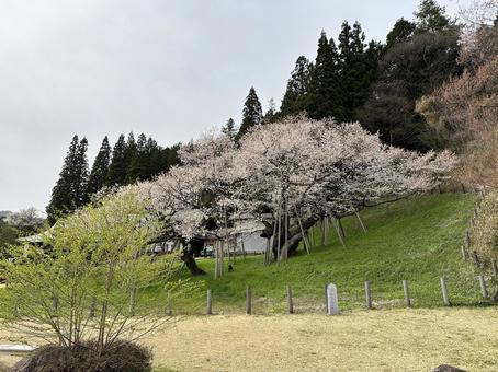 桜 木,桜,さくらの写真素材