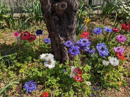 春の花 春の花の写真